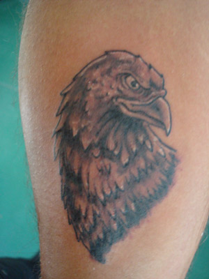 aquila