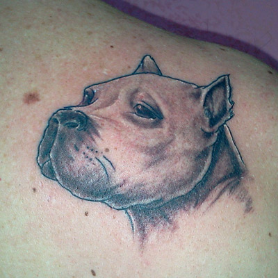 volto cane