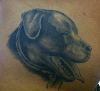 volto cane