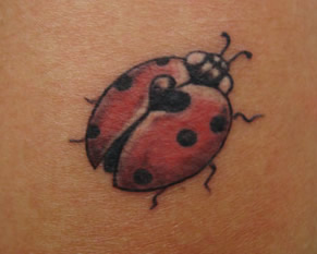 coccinella