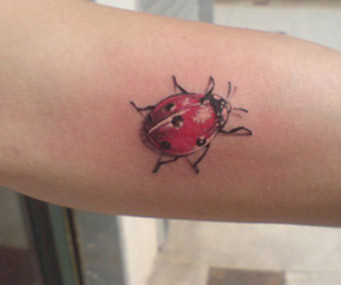 coccinella